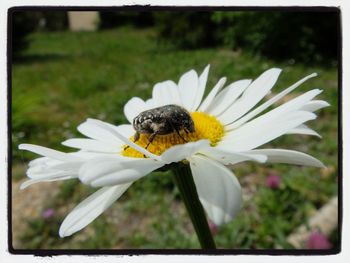 Close-up of bee pollinating flower