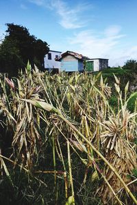 Plants growing on field against sky