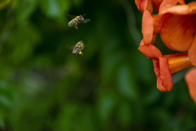 Close-up of bee pollinating flower