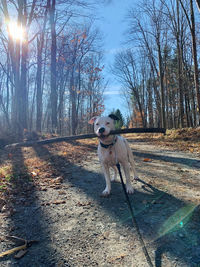 Portrait of dog on dirt road