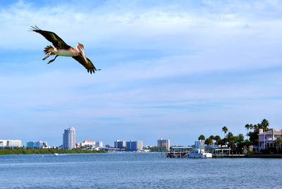 Seagull flying over a city