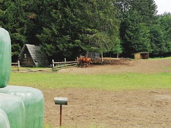 View of an animal on field