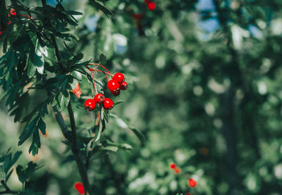 Close-up of red berries growing on tree