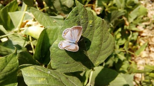 Close-up of butterfly on plant