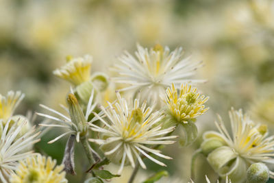 Close up of flowers on an old mans beard plant