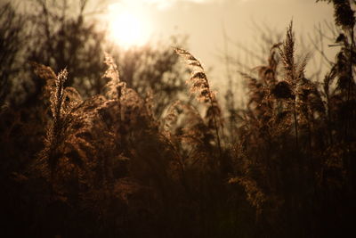 Close-up of plants in field against sky