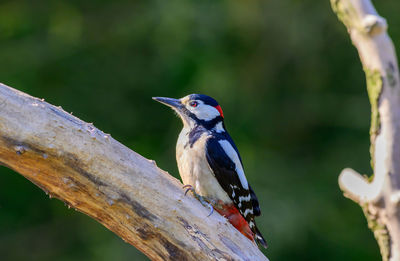 Great spoted woodpecker, dendrocopos major, perched on a garden dead tree branch