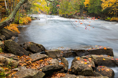 Stream flowing through rocks in forest during autumn