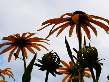 Low angle view of flowering plant against sky