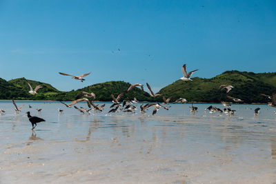 Birds flying over beach