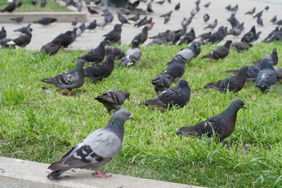 High angle view of pigeons on field