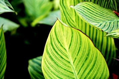 Close-up of palm leaves