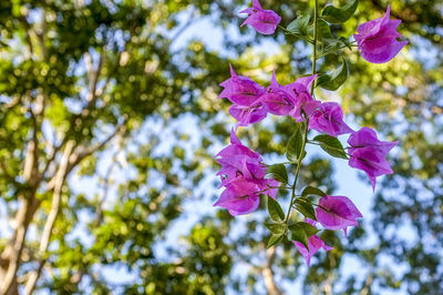 Low angle view of fresh flowers blooming on tree