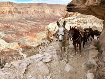 Horses on rock against sky