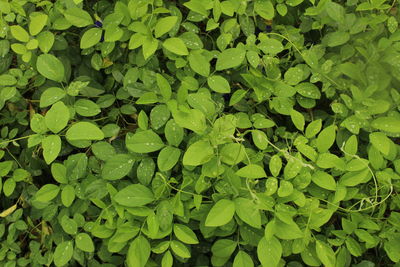 Full frame shot of leaves