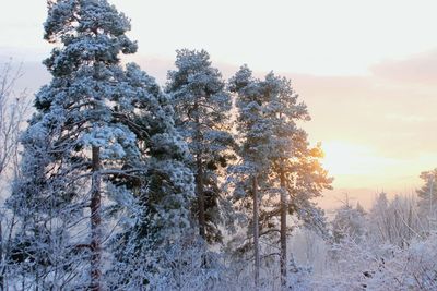 Frozen trees in forest against sky during winter