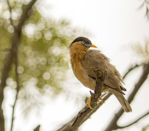 Close-up of bird perching on a tree