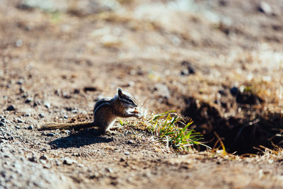 View of squirrel on land