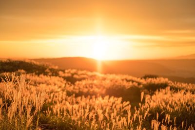 Scenic view of field against sky during sunset