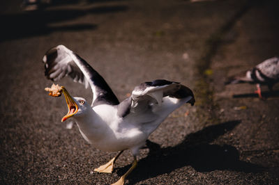 High angle view of seagulls flying