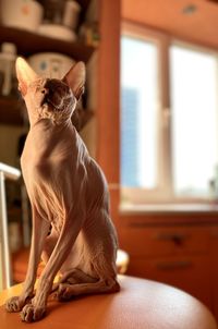 Cat sitting on a chair at home