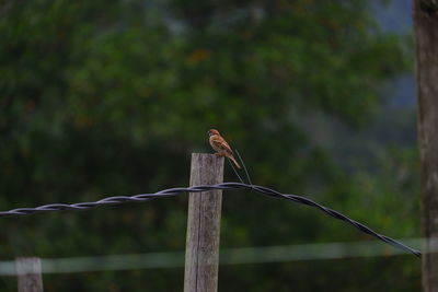 Close-up of bird perching on fence