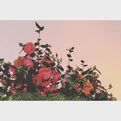 Plant growing on wall