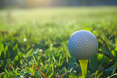 Close-up of golf ball on plant
