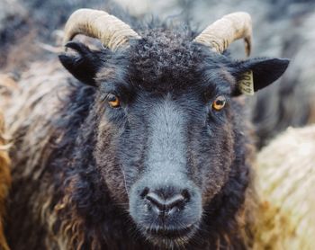 Close-up portrait of sheep