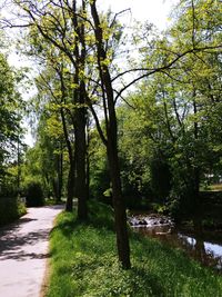 Trees growing in forest