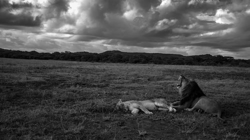 View of a horse on field