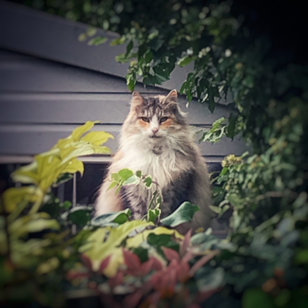 CAT SITTING ON A FLOWER PLANT