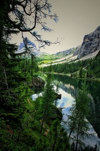 Scenic view of lake by trees against sky