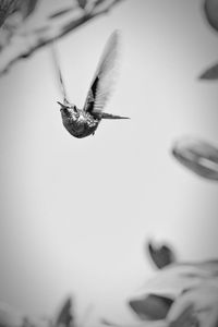 Close-up of insect flying against blurred background