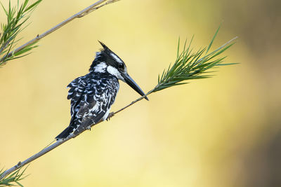 Close-up of bird perching on plant