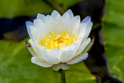 Close-up of white water lily