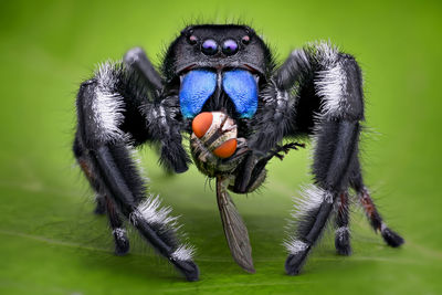 Close-up of insect