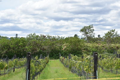 Vineyard against sky