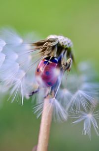 Close-up of honey bee on dandelion