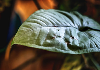 leaf
