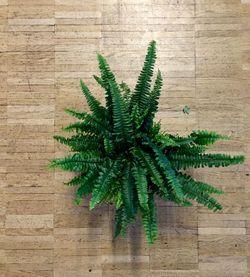 High angle view of plant on table