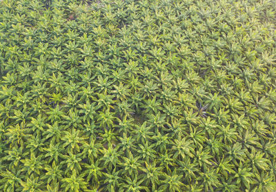 Full frame shot of plants growing on field