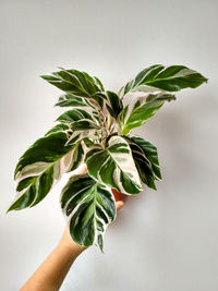 Close-up of hand holding plant against white background