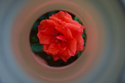 Close-up of red rose