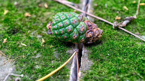 Close-up of vegetables on field