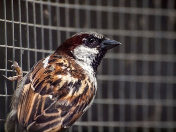 Close-up of sparrow in cage