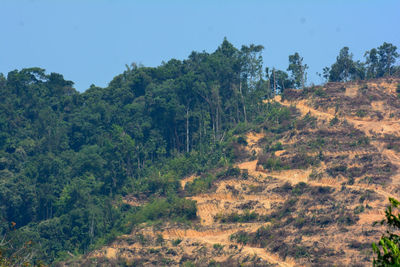 Scenic view of forest against clear sky