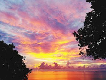 Silhouette of trees at sunset