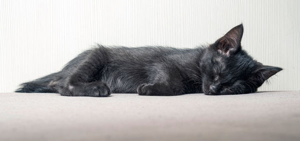 Close-up of black cat lying on floor