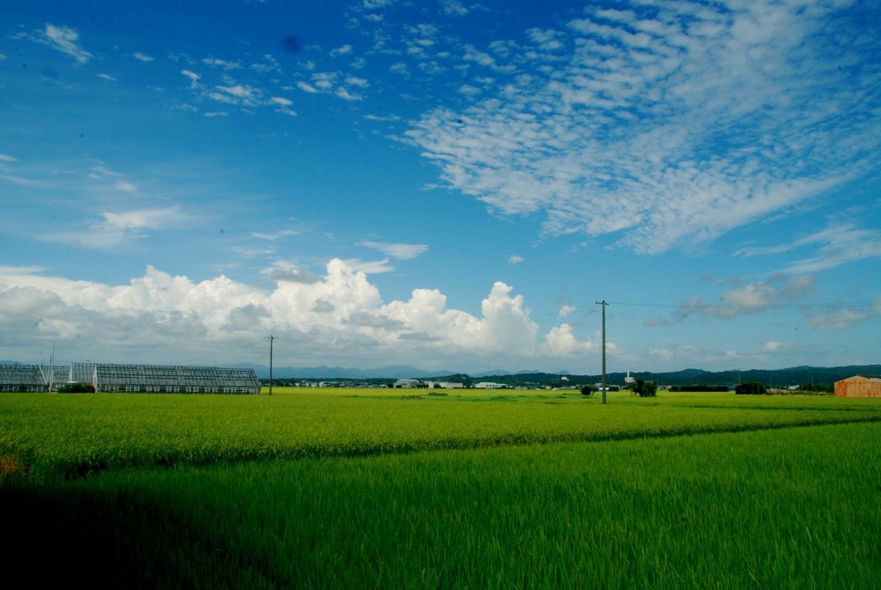 field, landscape, agriculture, rural scene, sky, tranquil scene, farm, tranquility, beauty in nature, scenics, nature, growth, grass, blue, green color, crop, cultivated land, cloud - sky, cloud, horizon over land